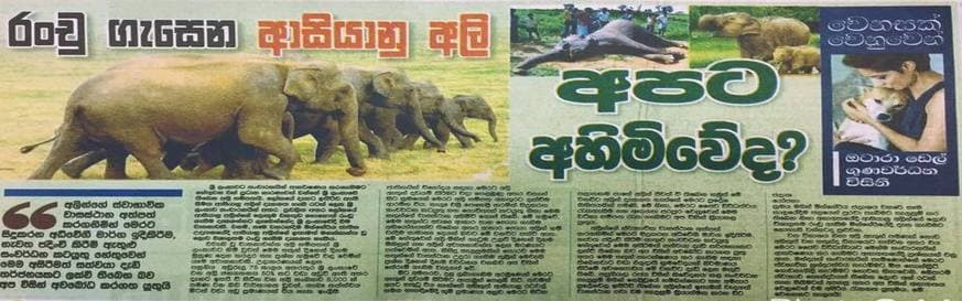 රංචු ගැසෙන ආසියානු අලීන් අපට අහිමි වේද?