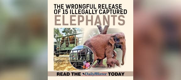 The wrongful release of 15 illegally captured elephants