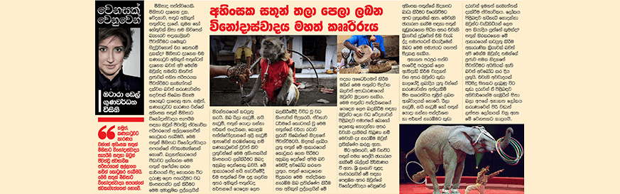 අහිංසක සතුන් තලා පෙලා ලබන විනොදාස්වාදය මහත්  කෘෘරිරුය