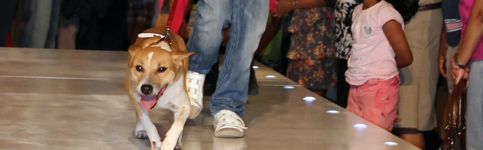 ‘Niko the spy’ shows off his style at the ODEL Fashion show