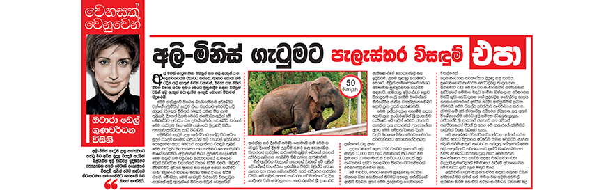 අලි-මිනිස් ගැටුමට පැලැස්තර විසදුම් එපා