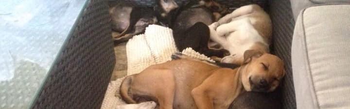 All for the love of street dogs