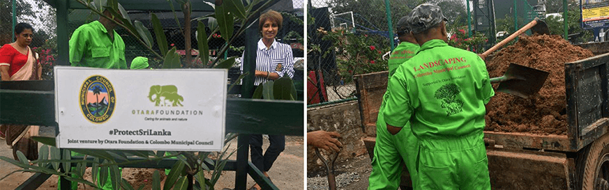 Otara Foundation brings ‘Thimbiri’ back to Thimbirigasyaya